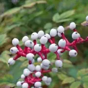 Actaea Pachypoda