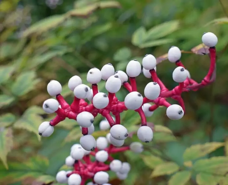 Actaea Pachypoda