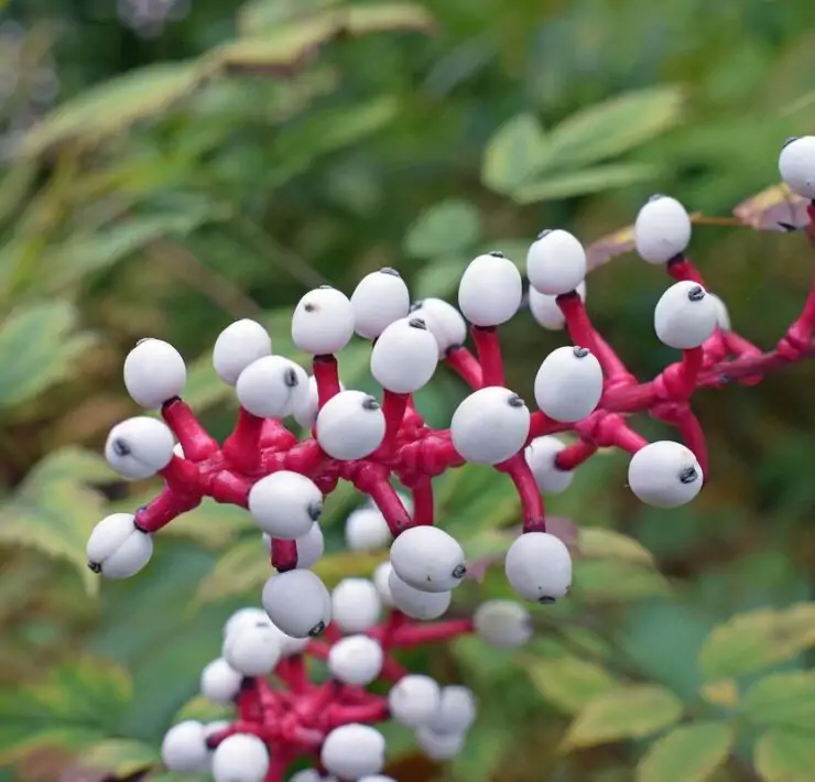 Actaea Pachypoda