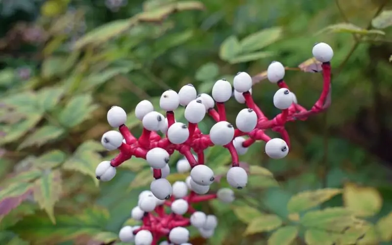 Actaea Pachypoda