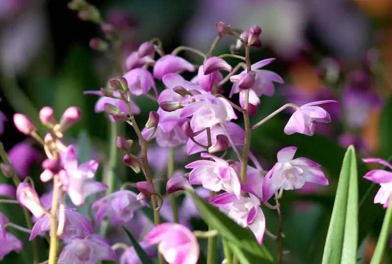 Dendrobium Kingianum Rock orchids