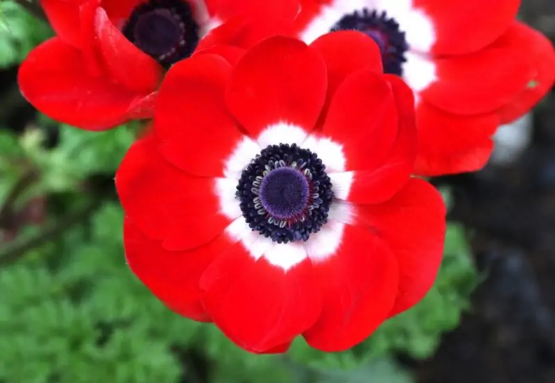 Poppy Anemone