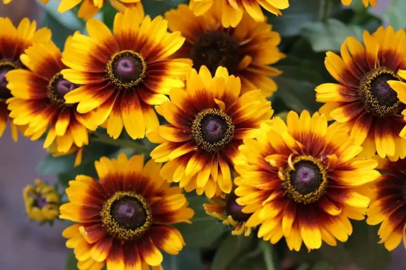 Rudbeckia Irish eyes