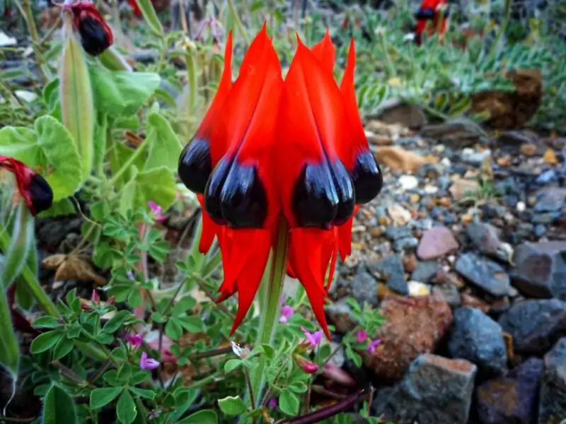 Sturts desert pea