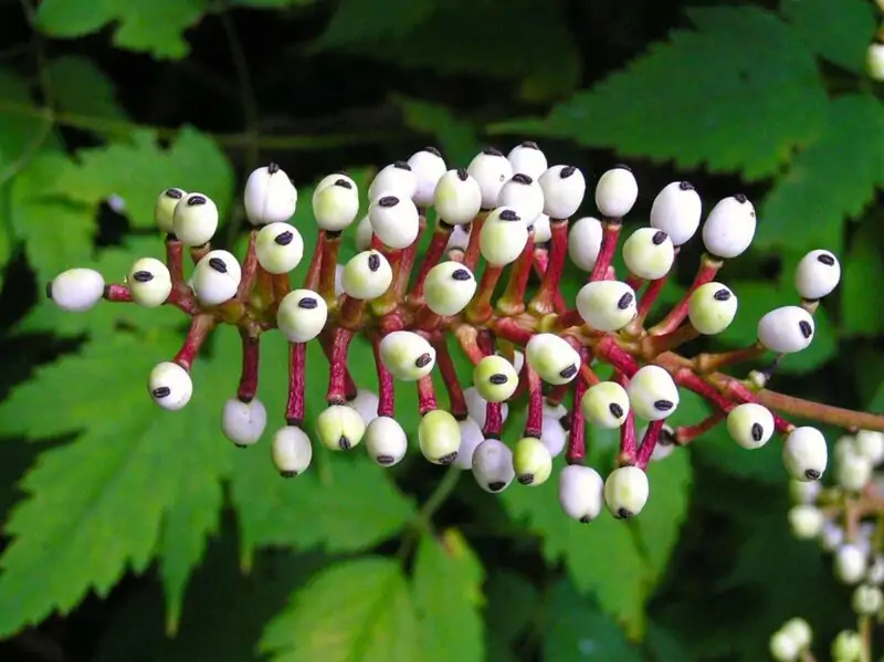 White baneberry