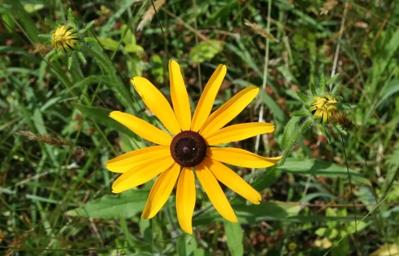 black eyed susan