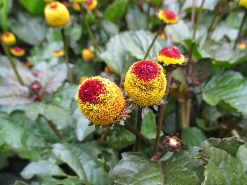 eyeball plant