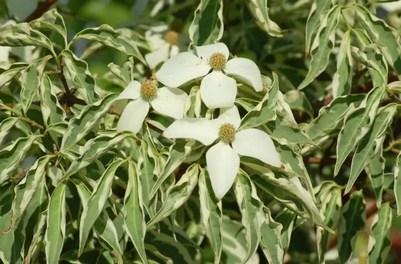 wolf eye dogwood plant