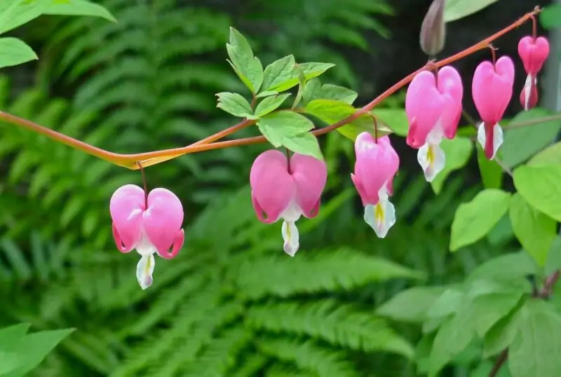 Bleeding Heart Dicentra