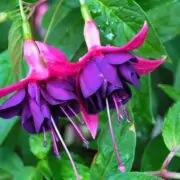 Fairy Flowers