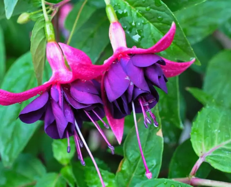 Fairy Flowers