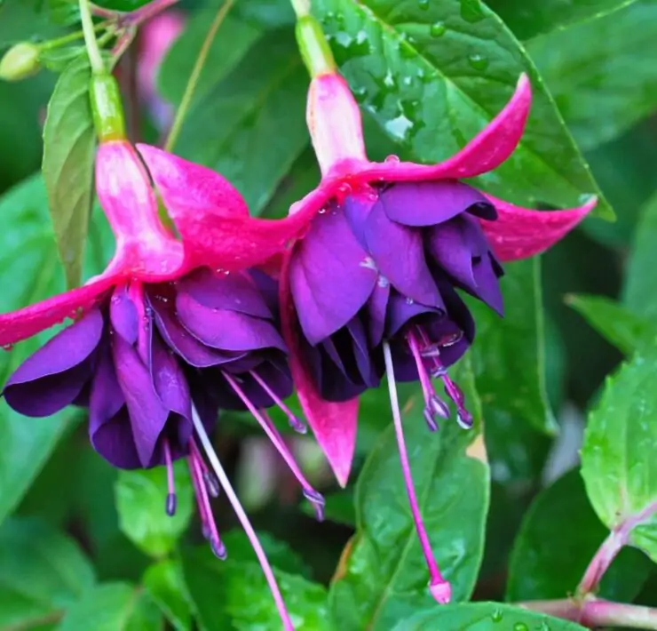 Fairy Flowers