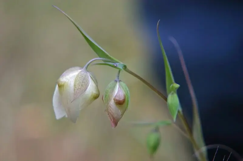 Fairy Lantern Calochortus albus flowers