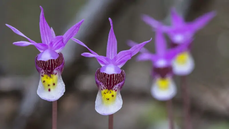 Fairy Slipper Orchid Calypso bulbosa