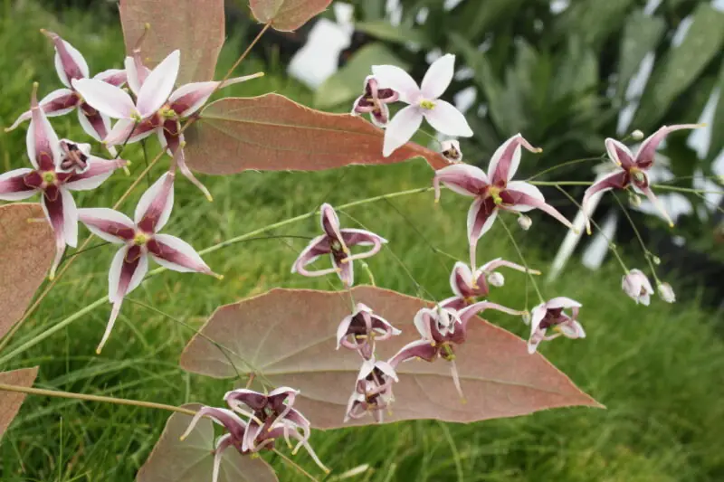 Fairy Wings Epimedium