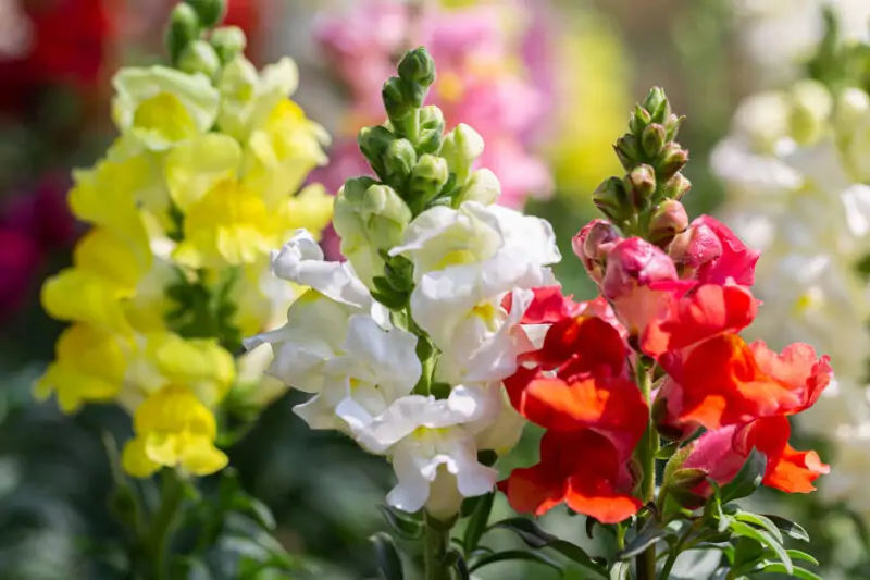 Snapdragons Antirrhinum