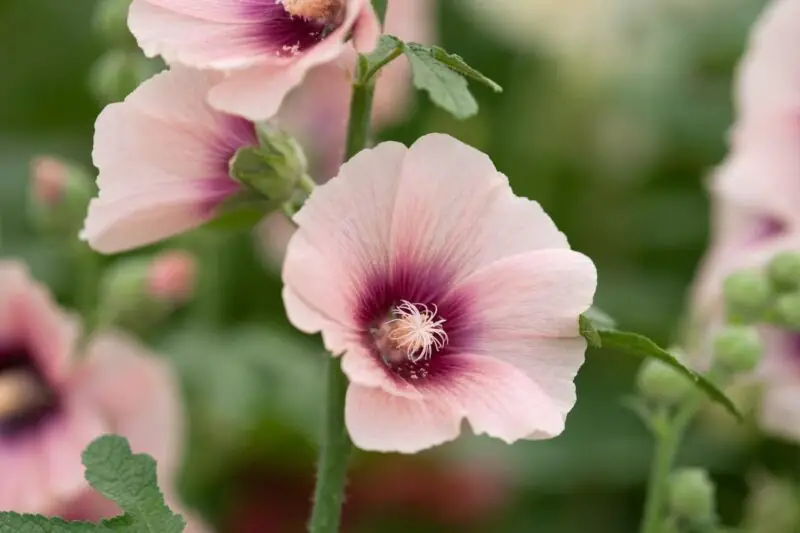 Alcea rosea