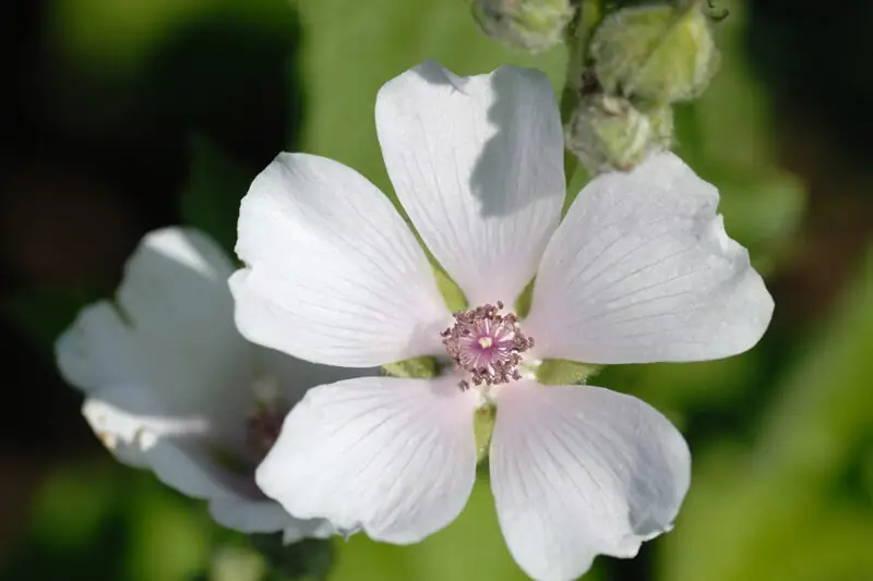 Althaea officinalis