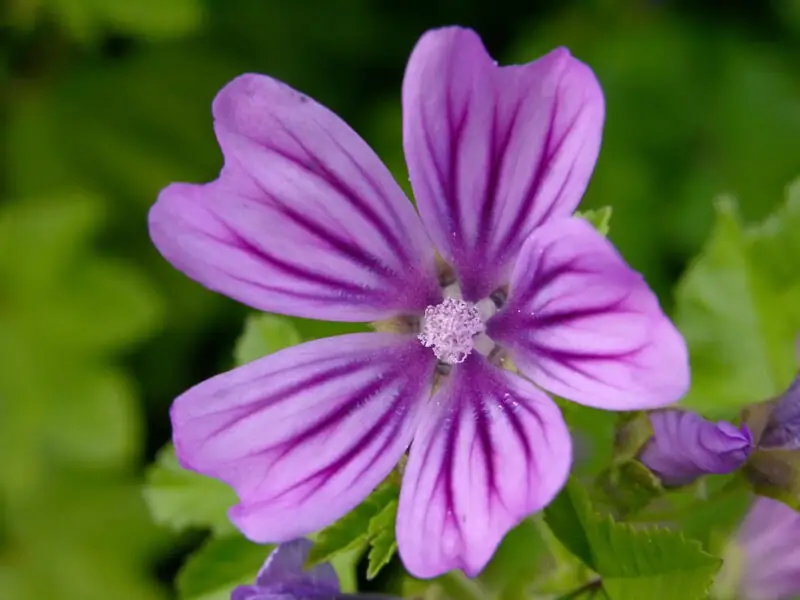 Anisodontea scabrosa