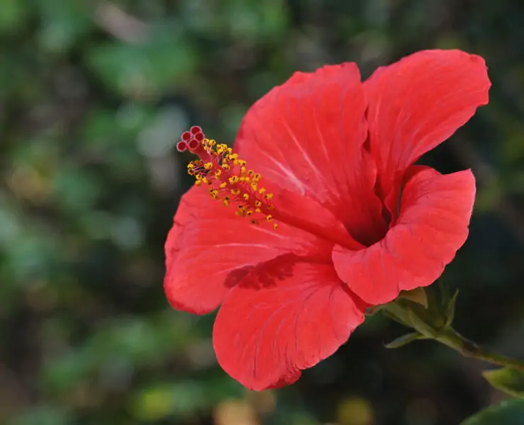 Hibiscus