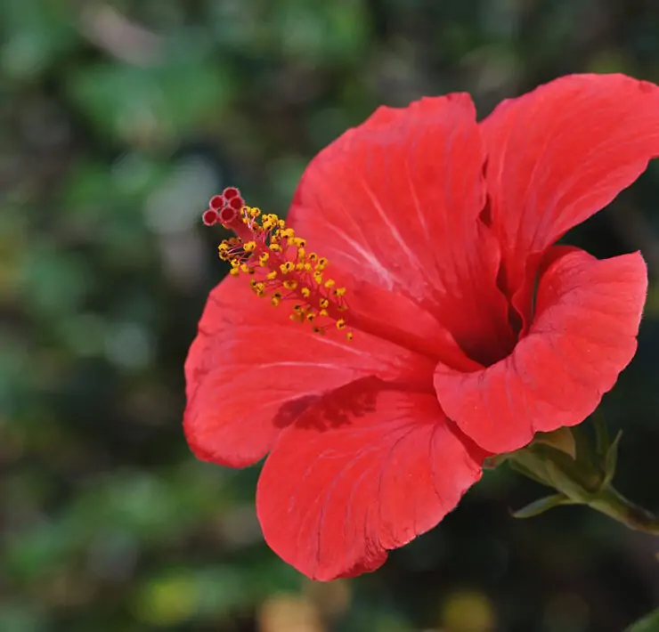 Hibiscus