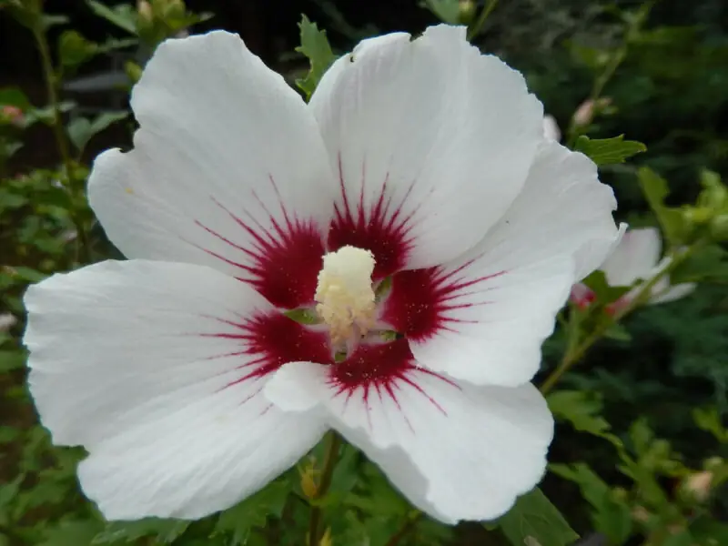 Hibiscus lasiocarpos