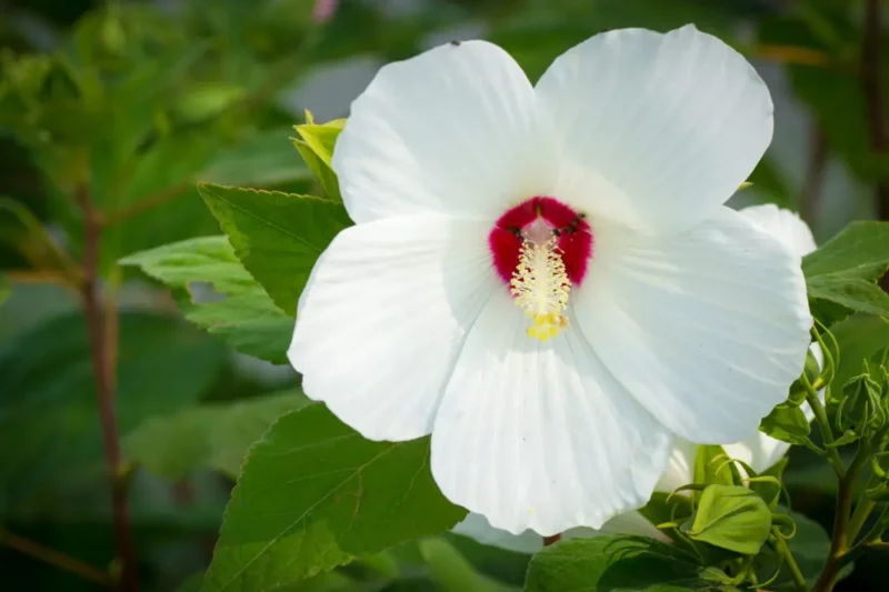 Hibiscus moscheutos