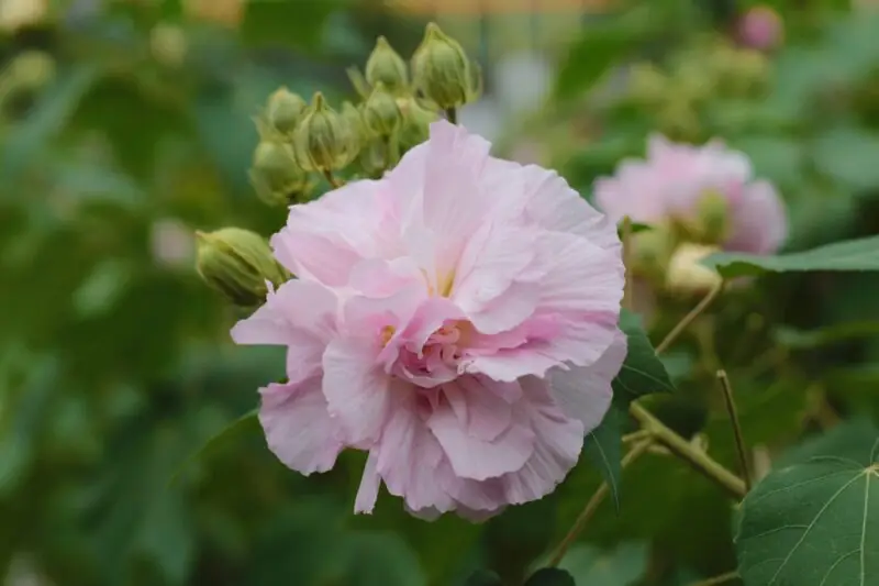 Hibiscus mutabilis