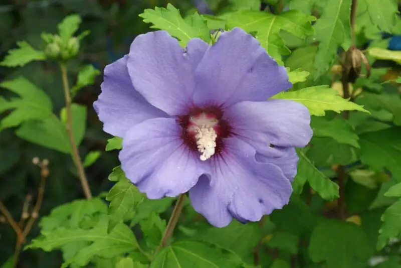 Hibiscus syriacus