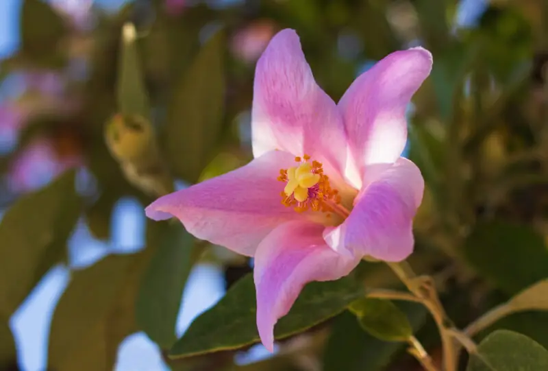 Lagunaria patersonii