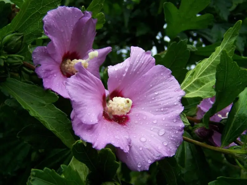 Malva arborea