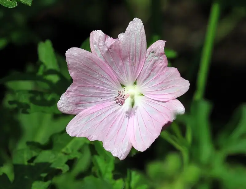 Malva moschata