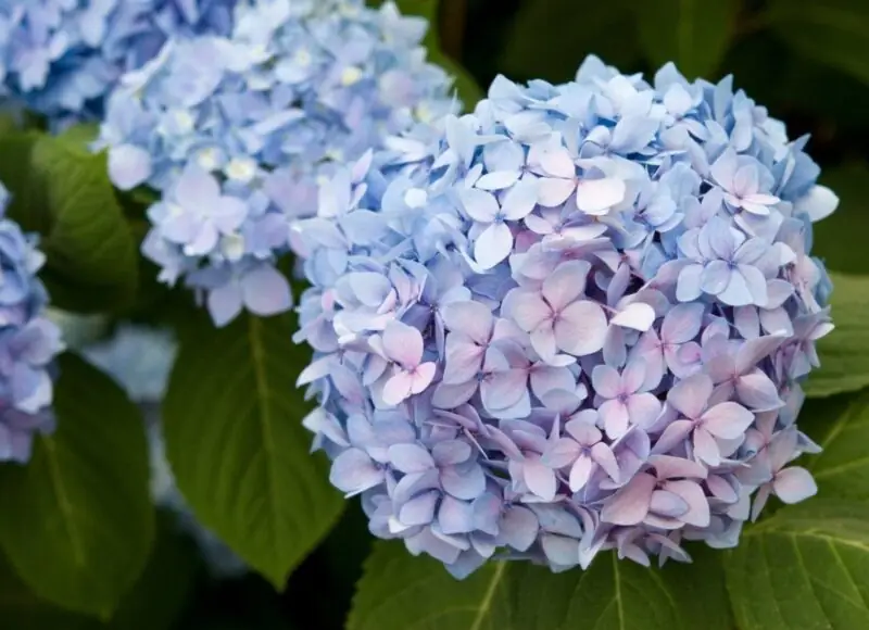 Bigleaf Hydrangea