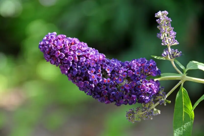 Buddleja Davidii