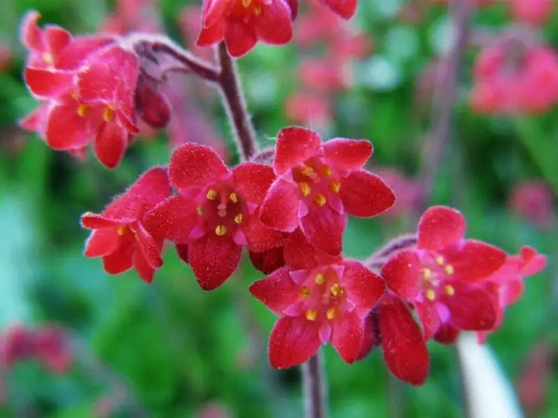 Coral Bells