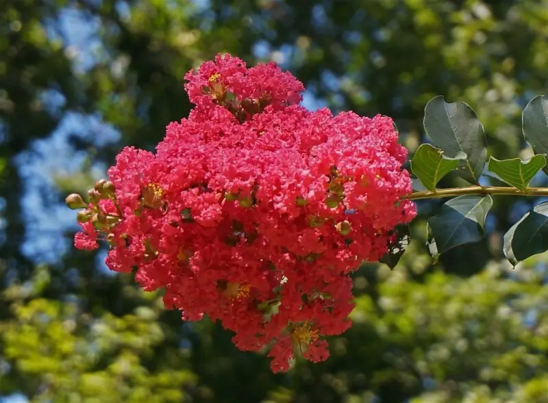 Crape Myrtle