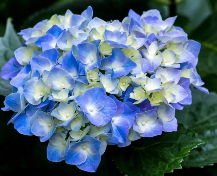 Hydrangeas