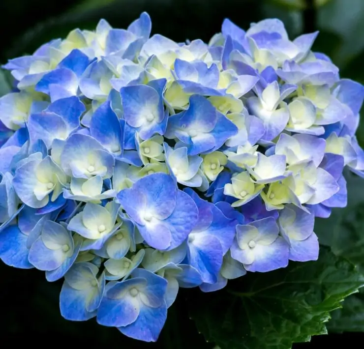 Hydrangeas