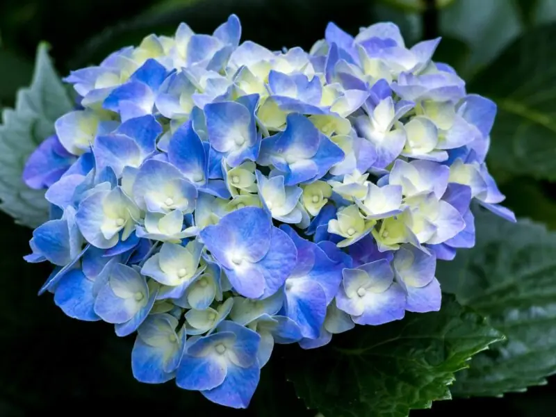 Hydrangeas