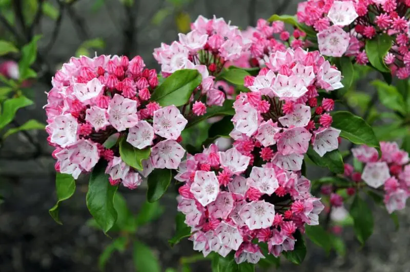 Mountain Laurel