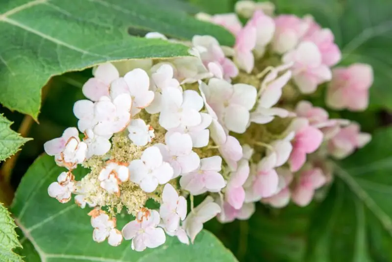 Oakleaf Hydrangea