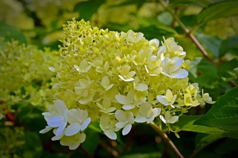 Panicle Hydrangea