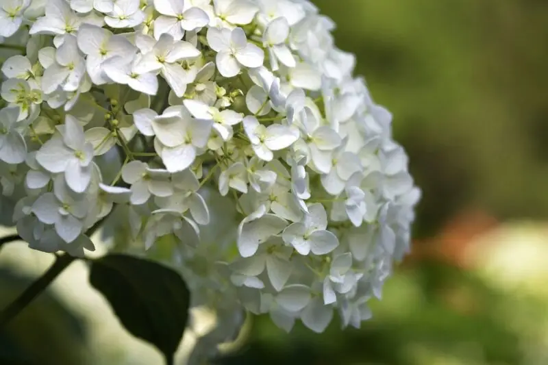 Smooth Hydrangea