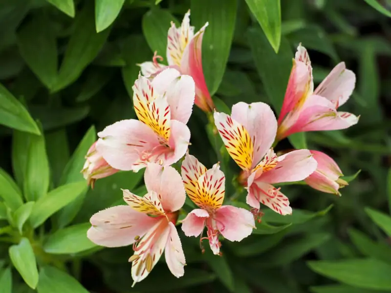 Alstroemeria The Peruvian Lily