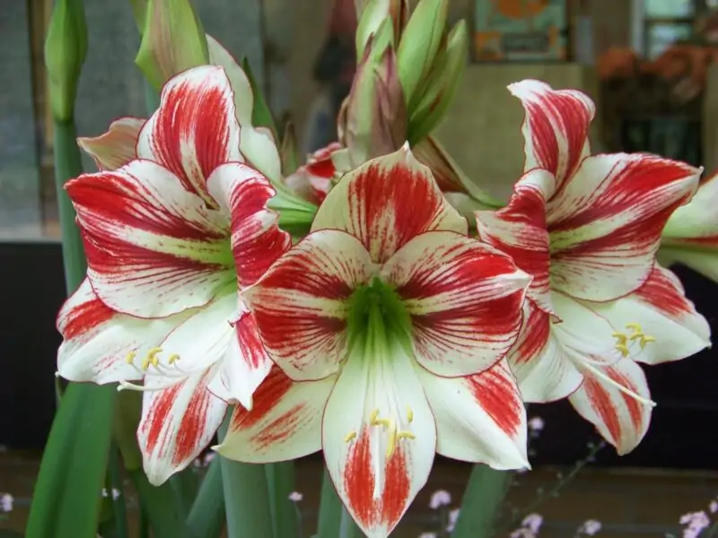 Amaryllis