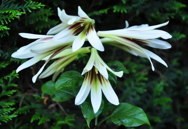 Cardiocrinum Giganteum similar Lily