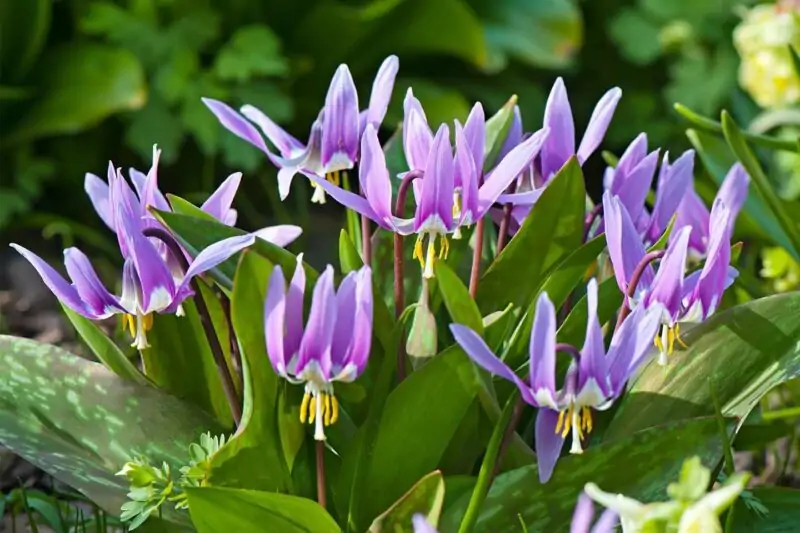 Erythroniums flowers look like lily