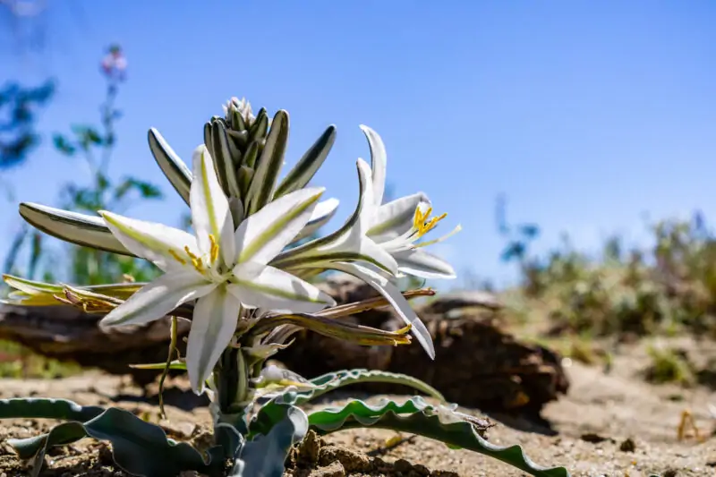 Flower Desert Lily Hesperocallis undulata