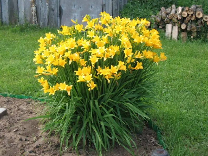 Hemerocallis Flava Yellow Daylily