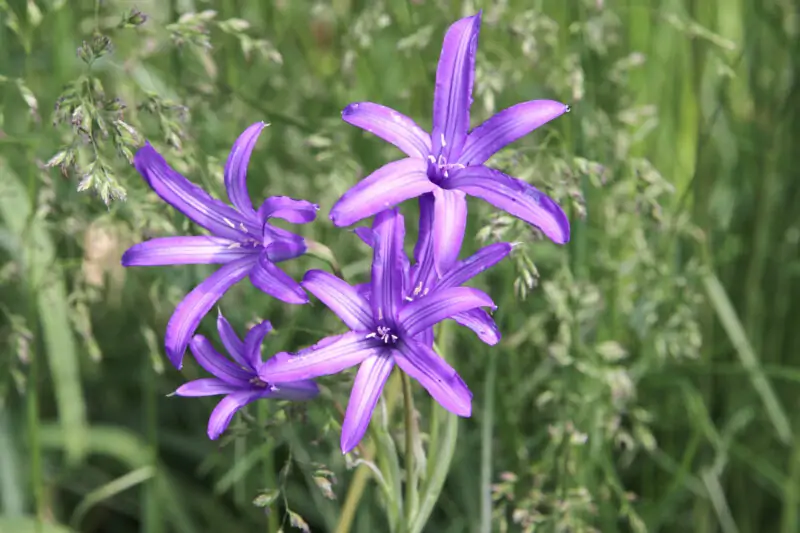 Ixiolirion tataricum similar lily flower